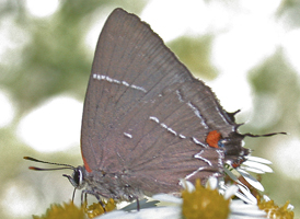 White M Hairstreak